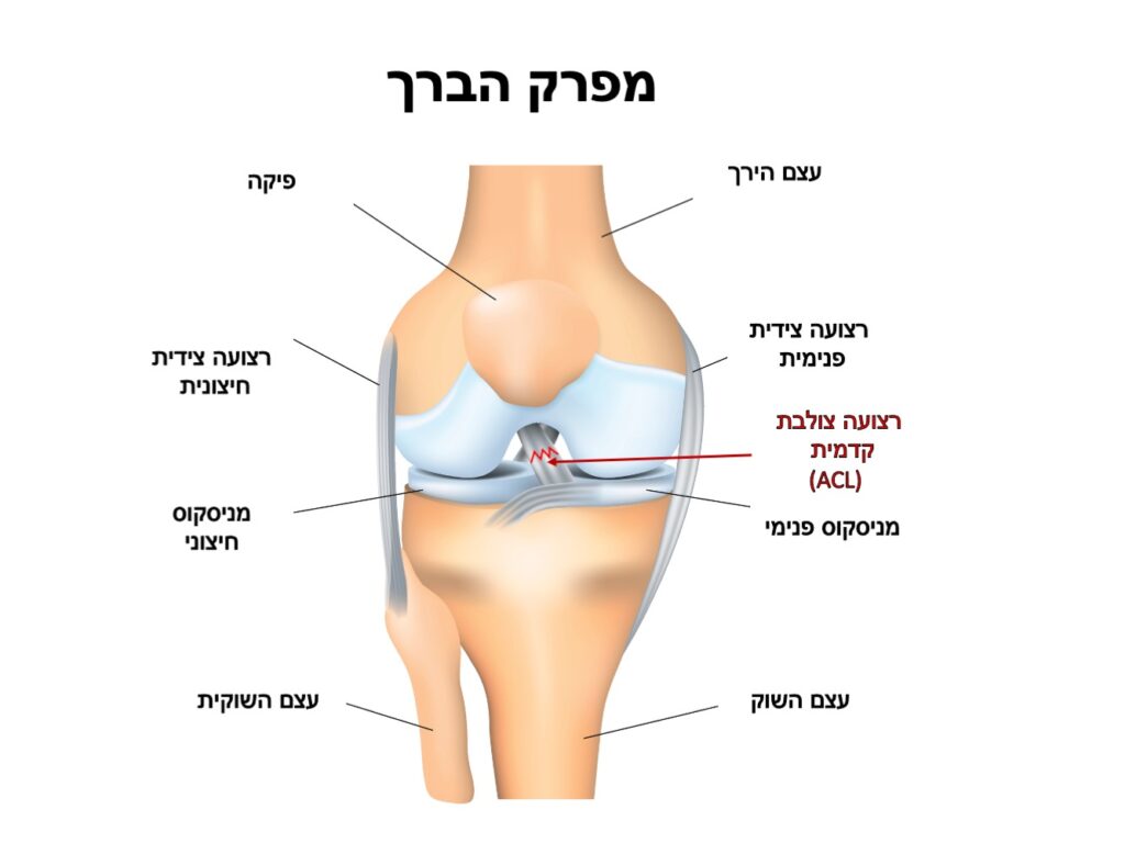 מפרק הברך אנטומיה