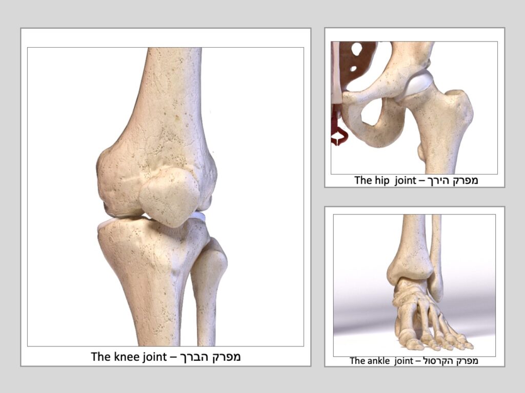 מפרקים ברך ירך קרסול