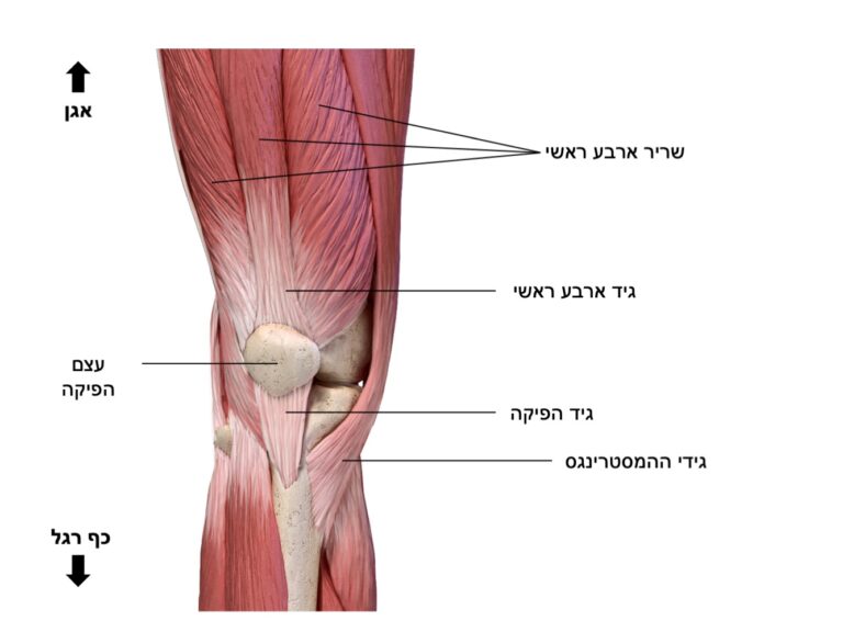 רגל אנטומיה