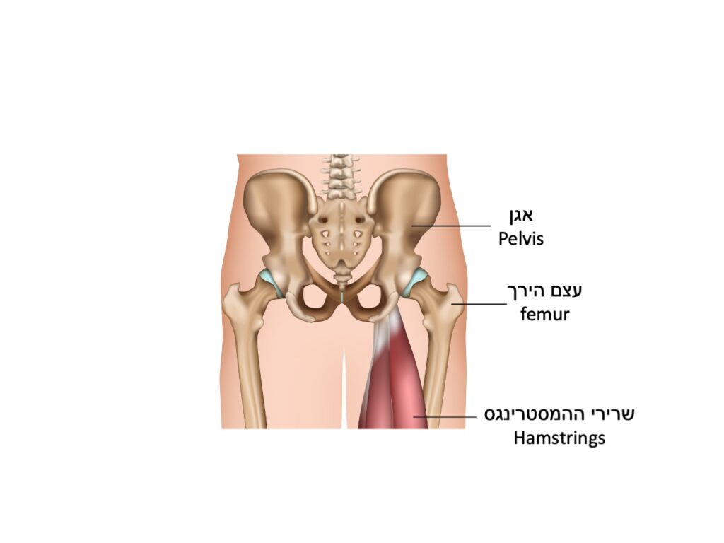 שרירי המסטרינגס