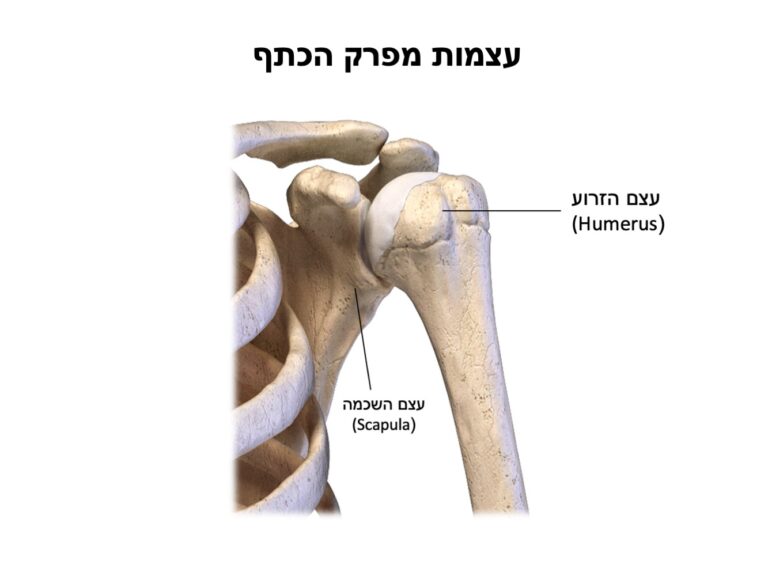 עצמות מפרק הכתף