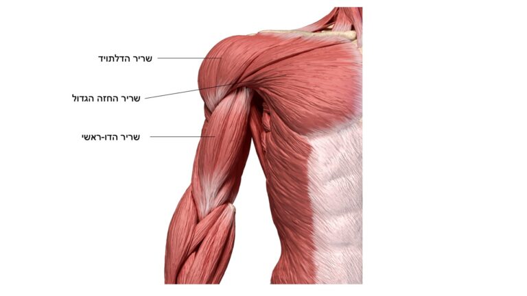 שריר הדלתויד, שרירי החזה הגדול, השרירי הדו ראשי