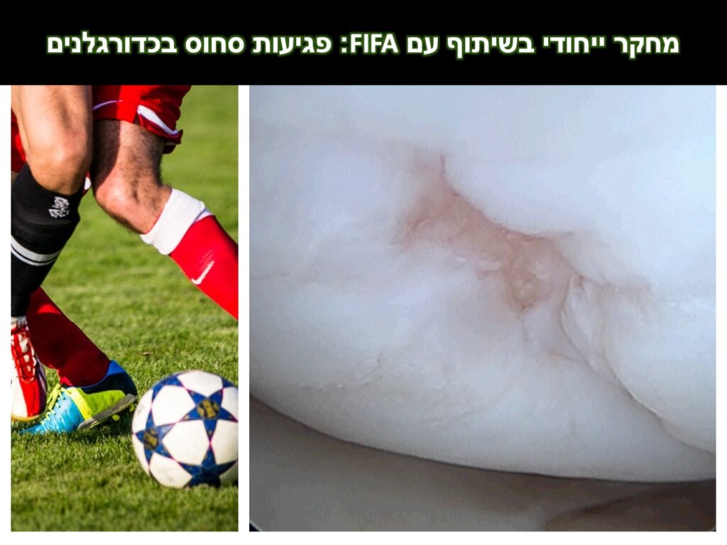 cartilage knee