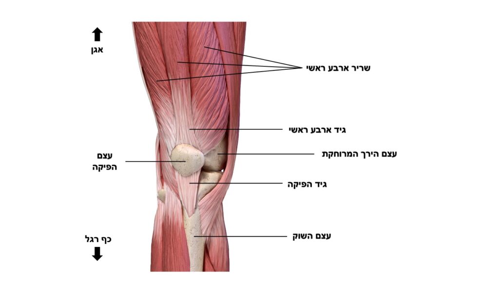 כאבים בברך
