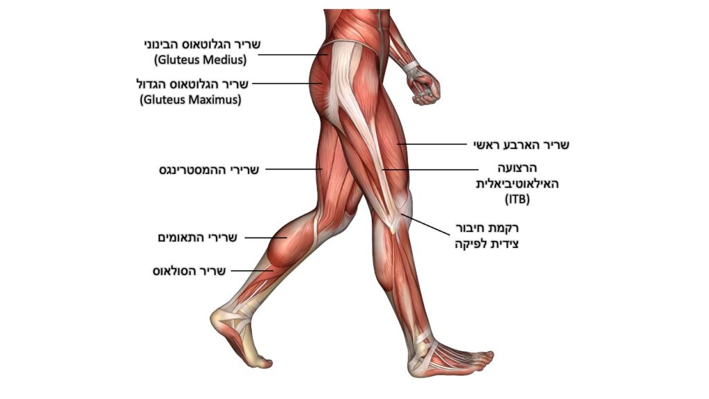 כאבים בברך