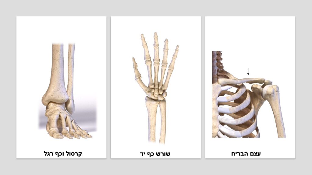 פציעות סקי