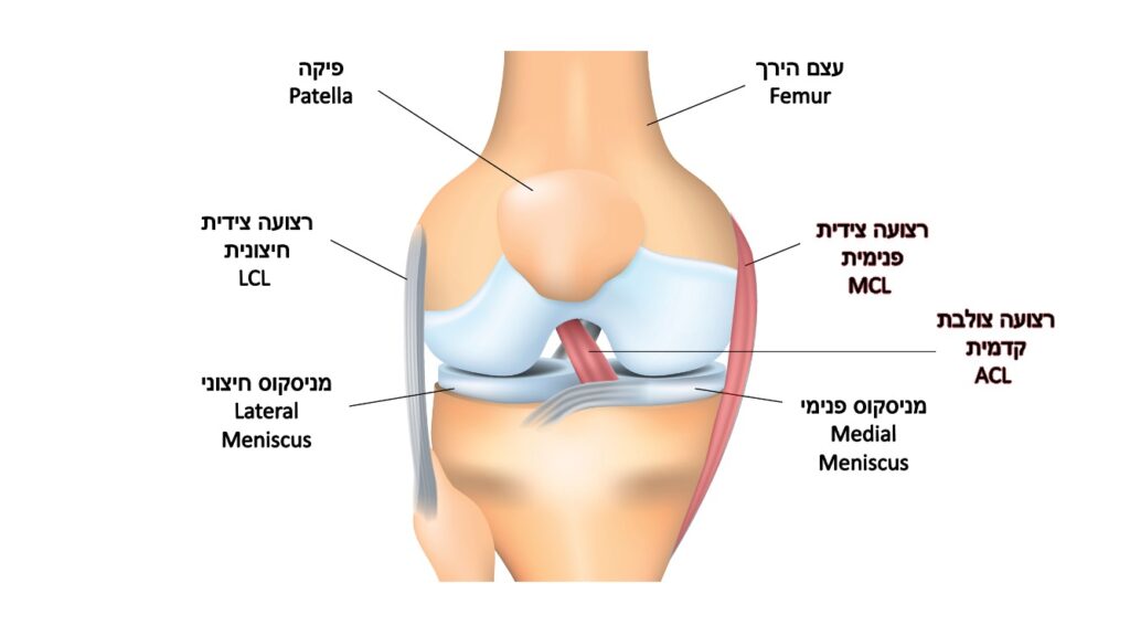 רצועות בברך