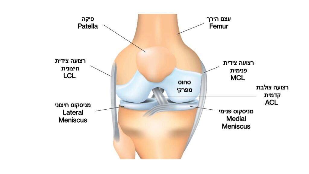 אנטומיה ברך