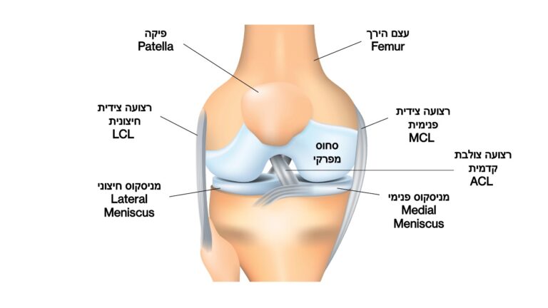 אנטומיה ברך
