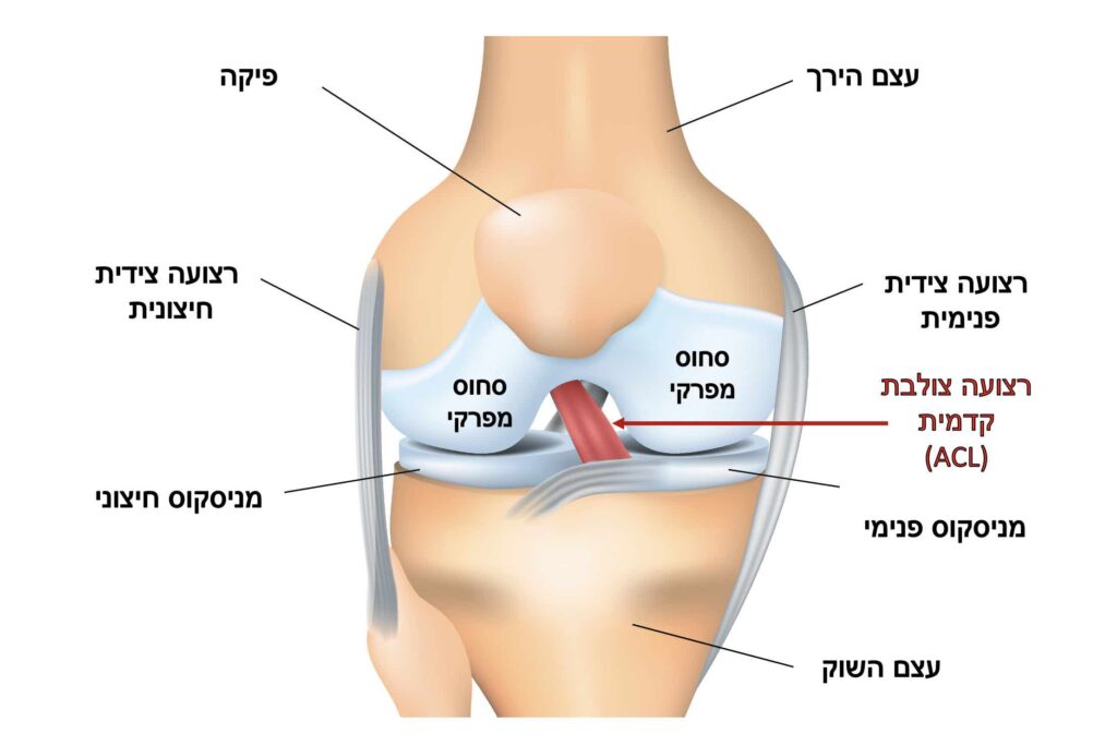 אנטומיה ברך