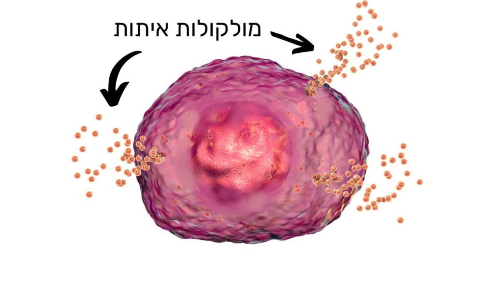 מולקולות איתות
